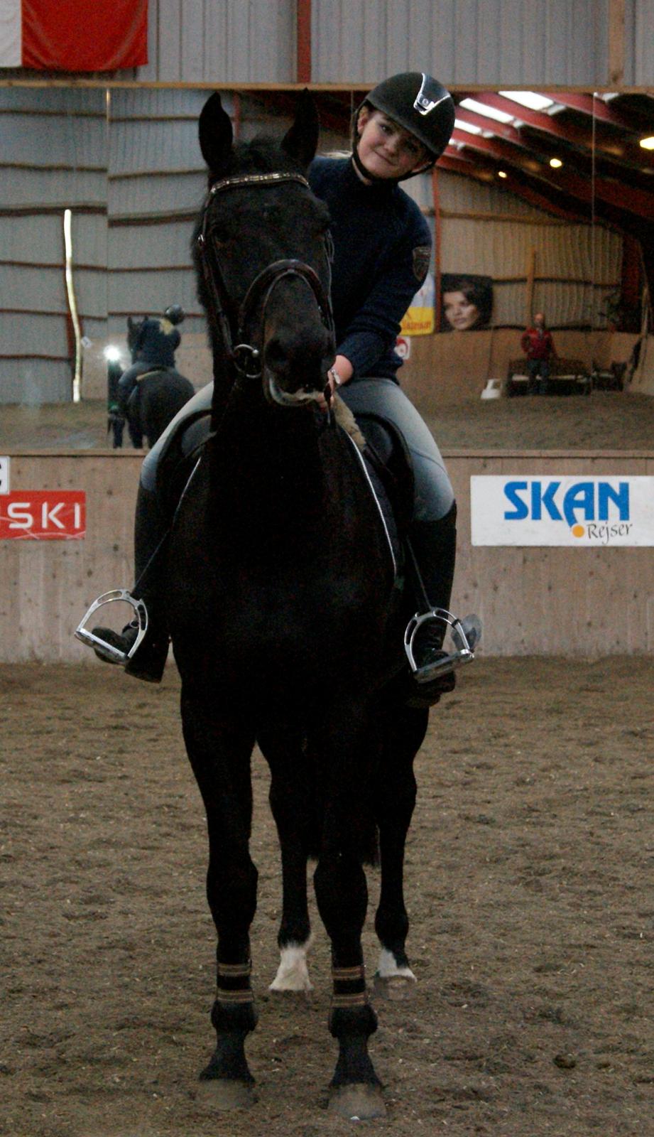 Hollandsk Varmblod Donghen W.H. billede 11