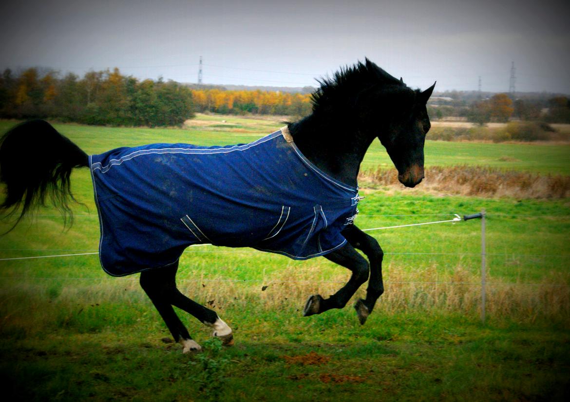 Hollandsk Varmblod Donghen W.H. billede 7