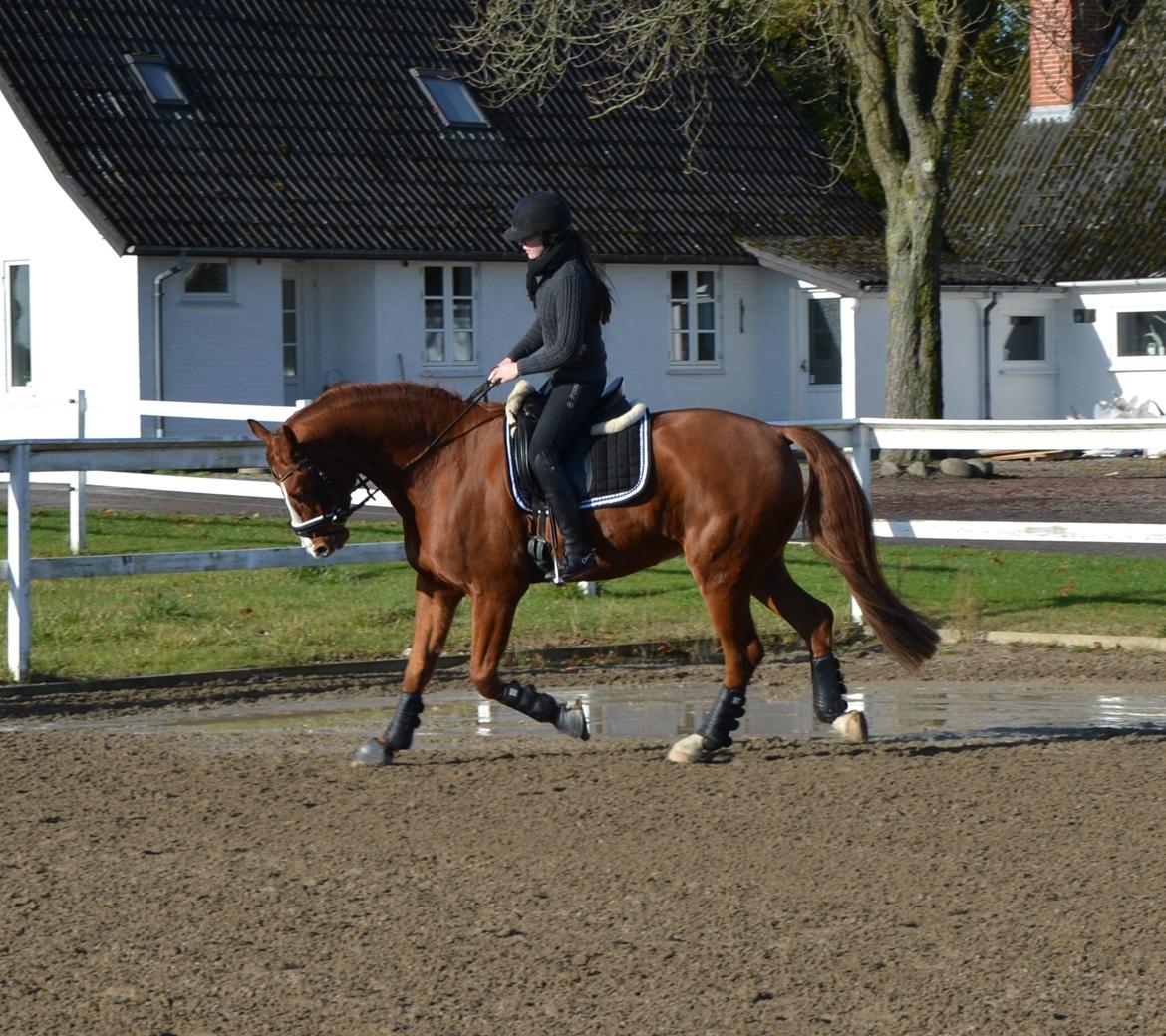 Hannoveraner Wesler - D. 6.11-2012 3 ugers ridning efter 1 års vokse pause :) billede 14