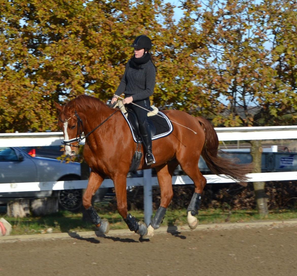 Hannoveraner Wesler - D. 6.11-2012 3 ugers ridning efter 1 års vokse pause :) billede 4