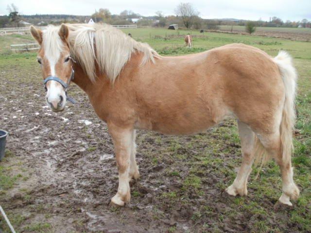 Haflinger Cita billede 2