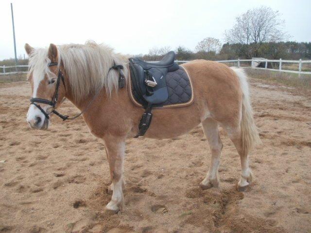 Haflinger Cita billede 3