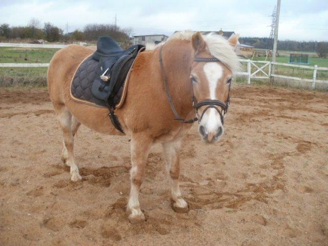 Haflinger Cita billede 4