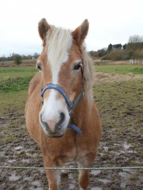 Haflinger Cita billede 5