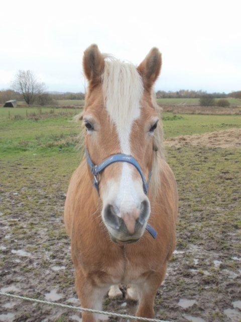 Haflinger Cita billede 6