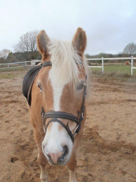 Haflinger Cita billede 7