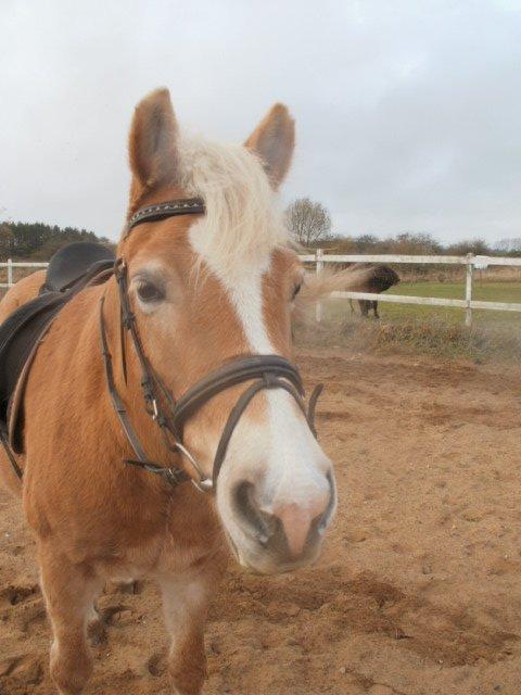 Haflinger Cita billede 8
