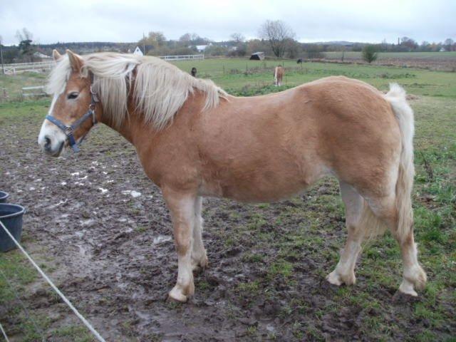 Haflinger Cita billede 9