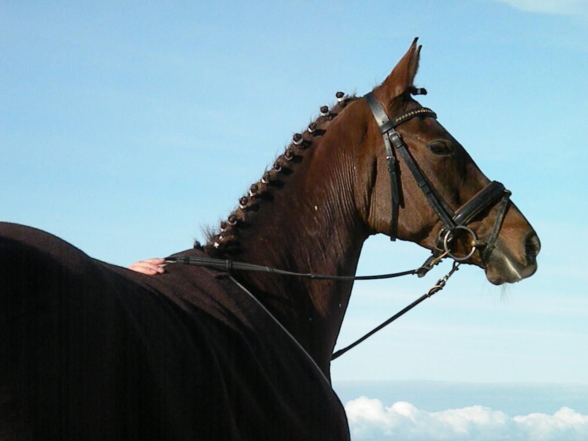 Tysk Sportspony Debora 26 billede 1