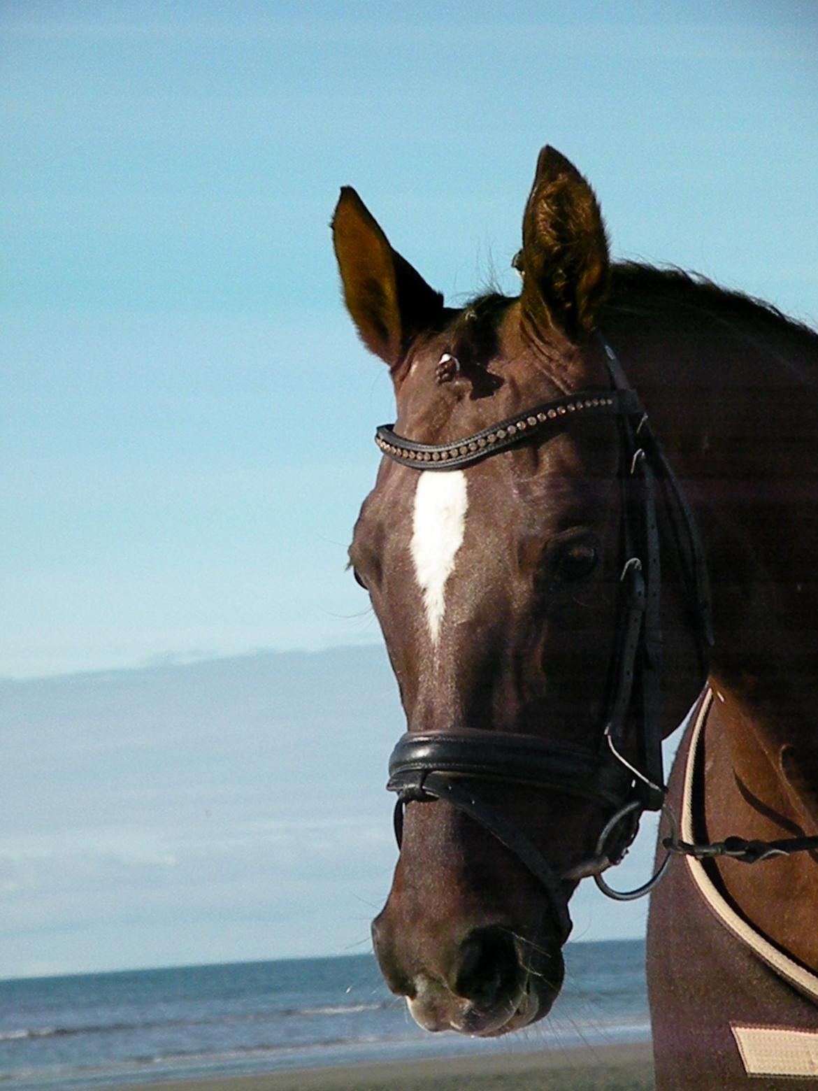 Tysk Sportspony Debora 26 billede 14