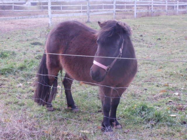 Shetlænder Frederikke billede 1