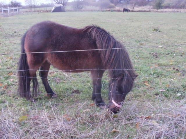 Shetlænder Frederikke billede 2