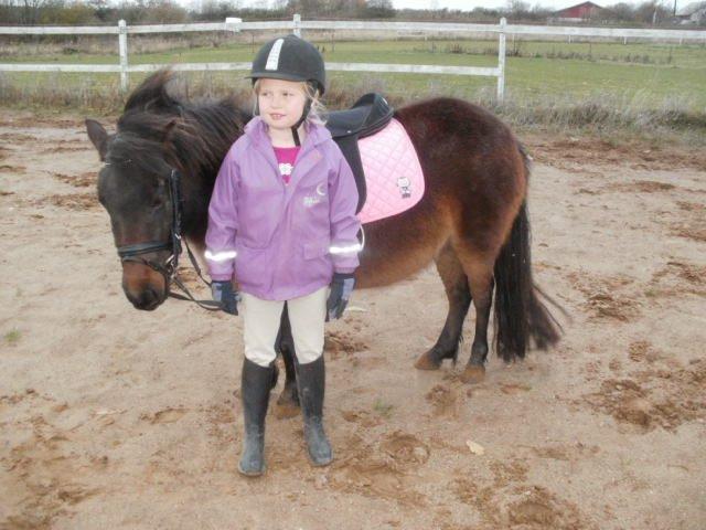 Shetlænder Frederikke billede 3