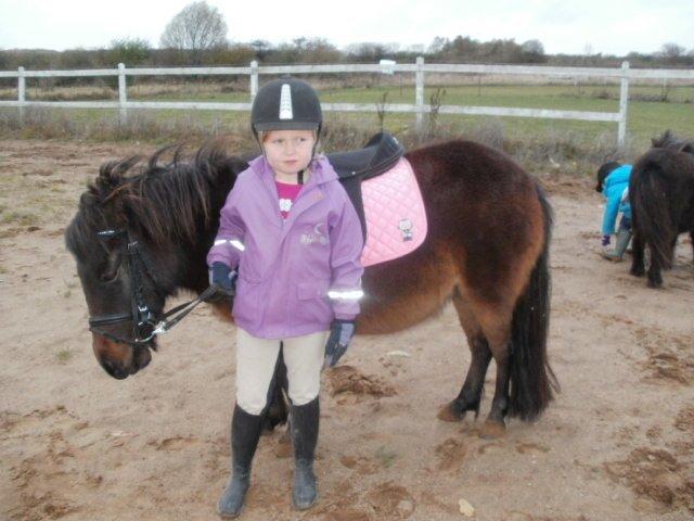 Shetlænder Frederikke billede 4