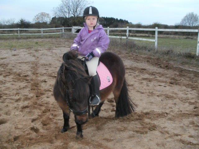 Shetlænder Frederikke billede 5