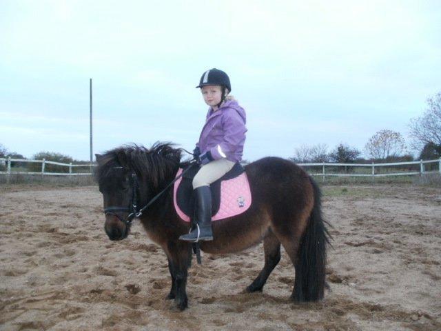 Shetlænder Frederikke billede 6