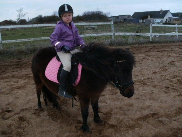 Shetlænder Frederikke billede 7