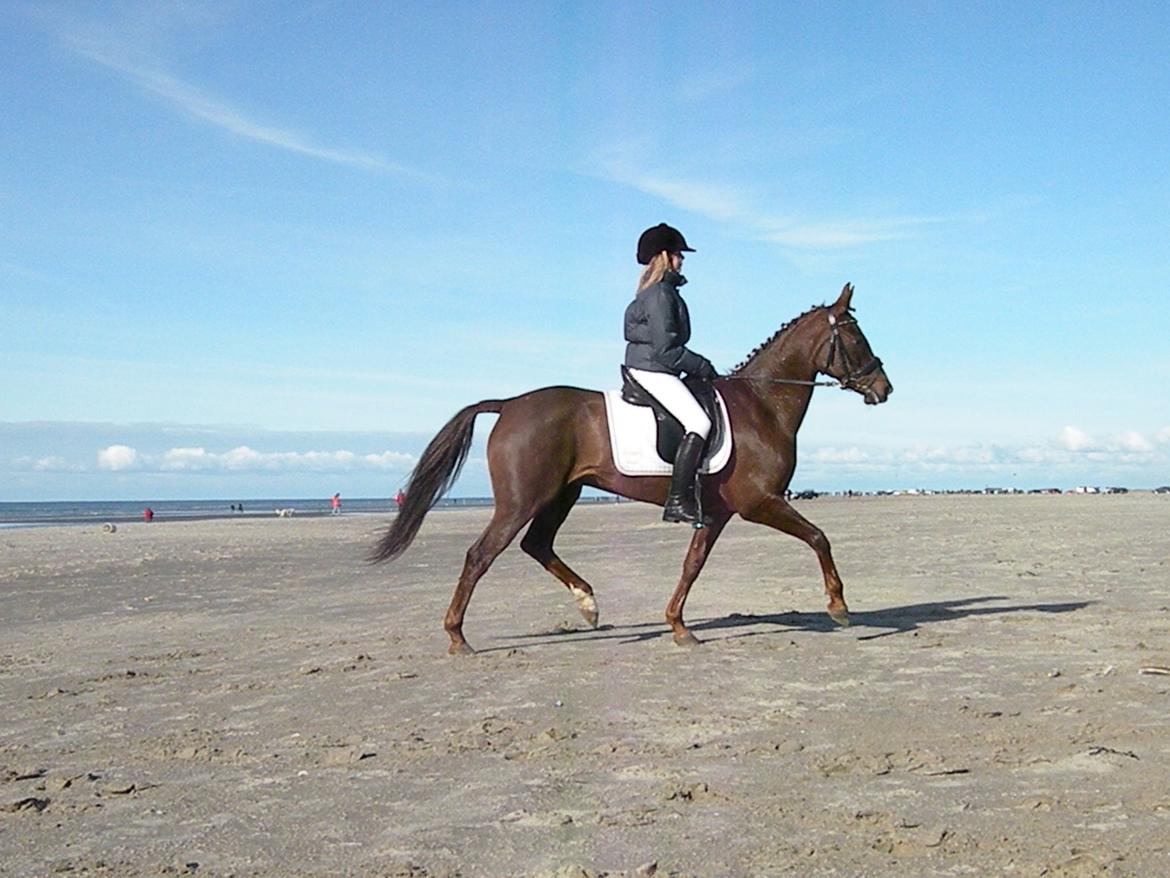 Tysk Sportspony Debora 26 billede 15