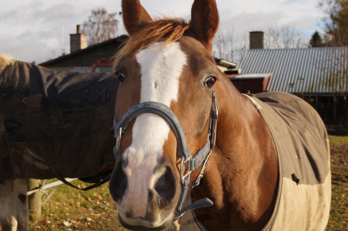Pinto Herkules - hej og velkommen til min profil :D billede 1