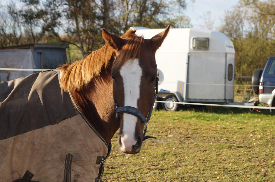 Pinto Herkules billede 2