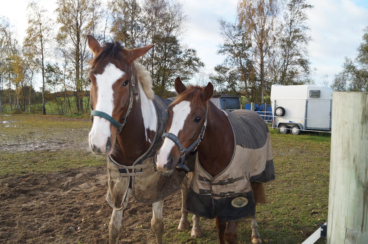 Pinto Herkules - Herkules & Obelix billede 3