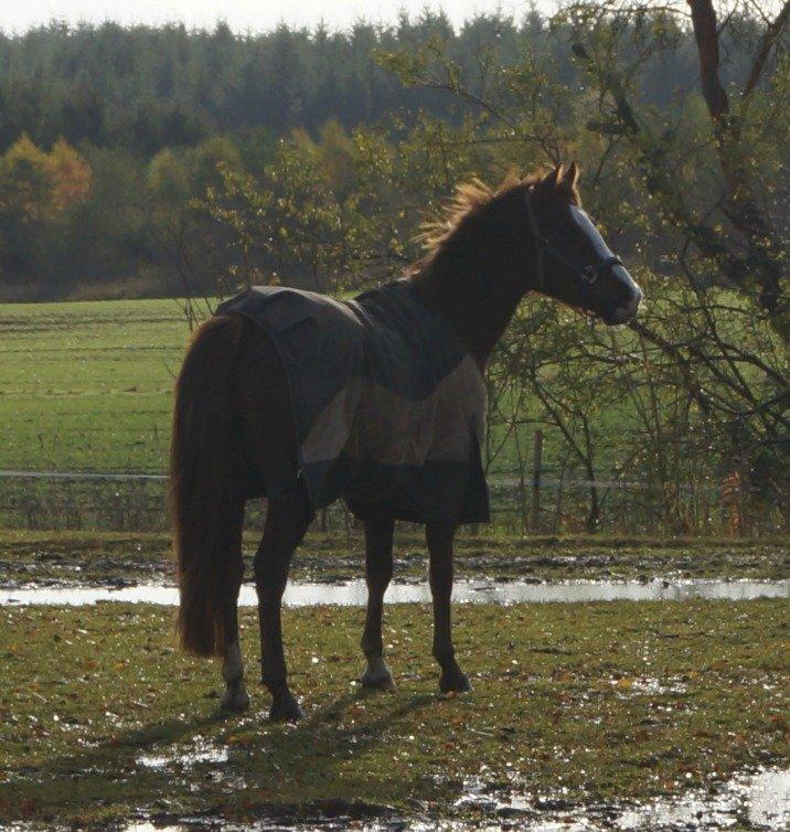 Pinto Herkules billede 4