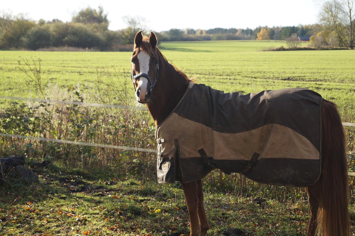 Pinto Herkules billede 5