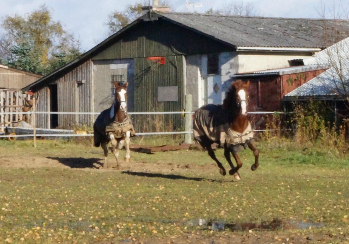 Pinto Herkules billede 6