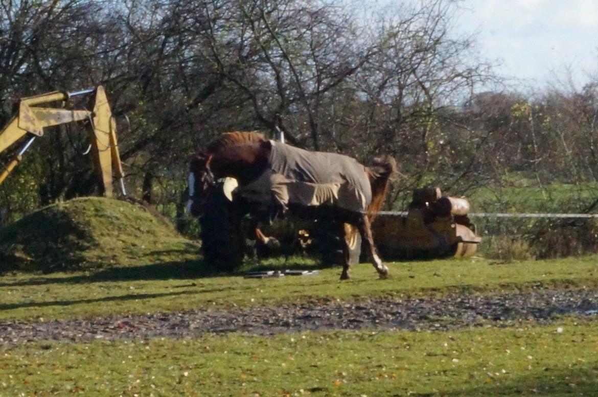 Pinto Herkules billede 7