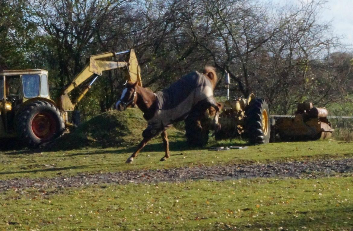 Pinto Herkules billede 8