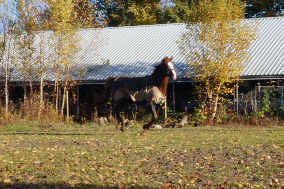 Pinto Herkules billede 9