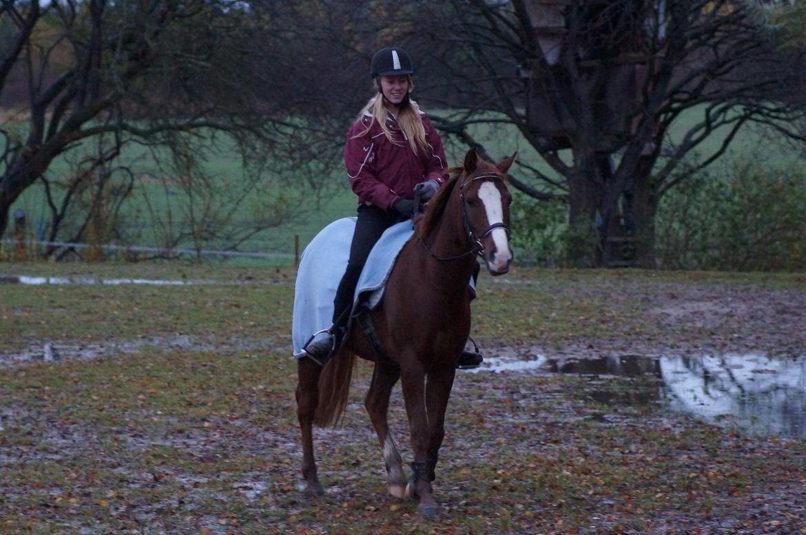 Pinto Herkules - første gang jeg rider på ham billede 10
