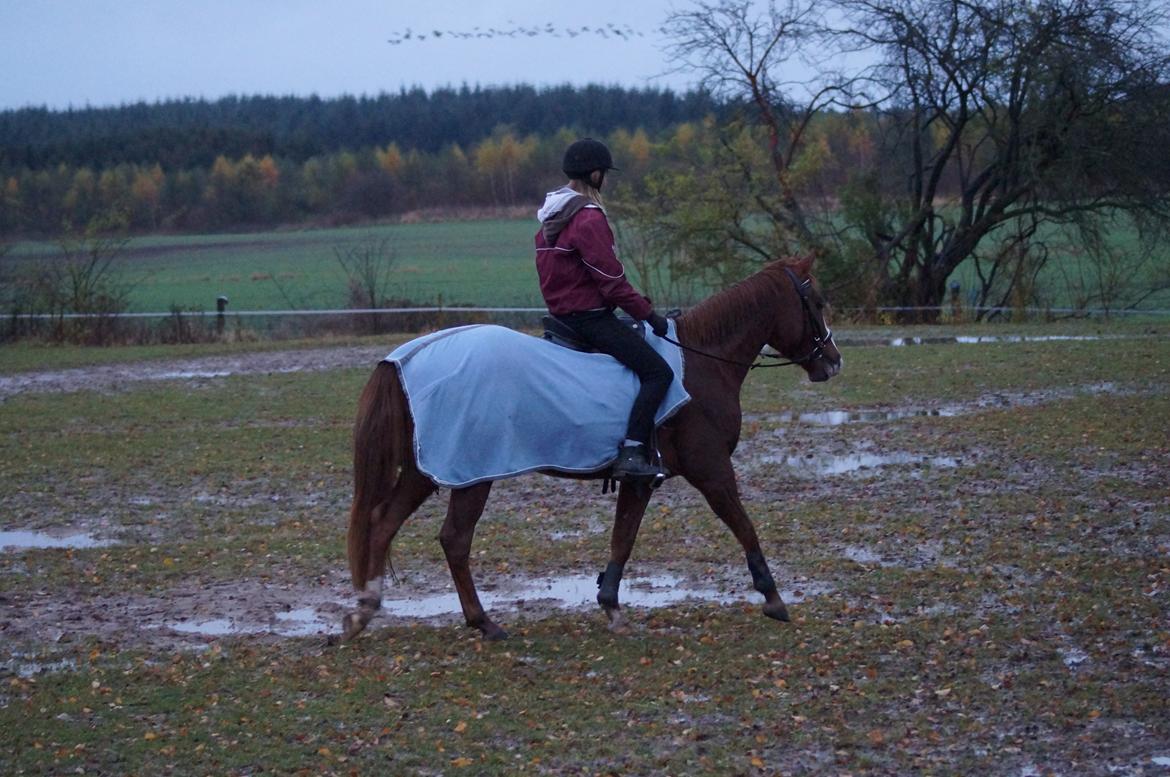 Pinto Herkules billede 11