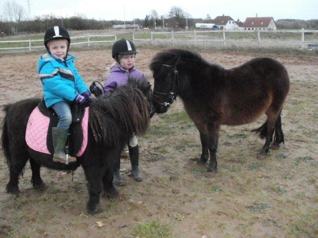 Shetlænder Tulle billede 6