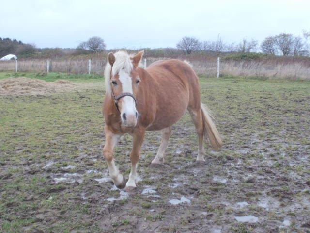 Haflinger Koldbakkens Hertz billede 17