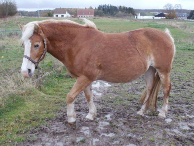 Haflinger Koldbakkens Hertz billede 18