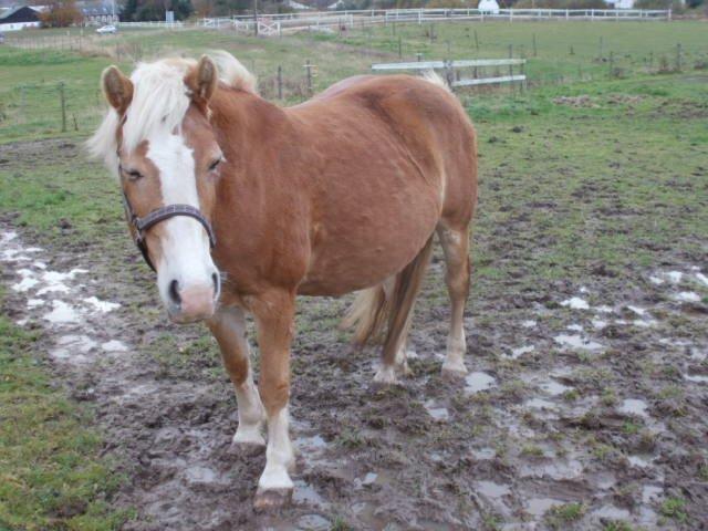Haflinger Koldbakkens Hertz billede 19