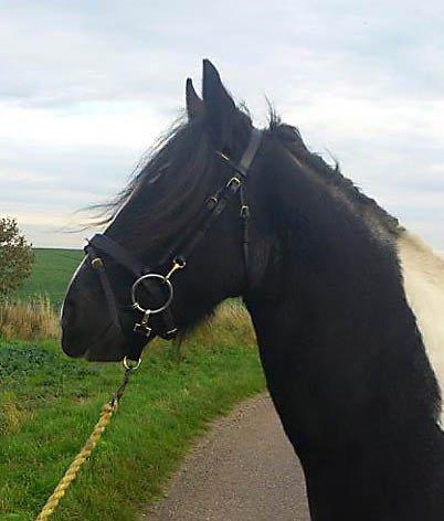 Irish Cob Camilla (Dorit) - I træning hos en veninde. billede 8