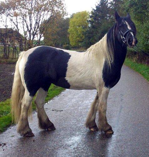 Irish Cob Camilla (Dorit) - I træning hos en veninde. billede 7