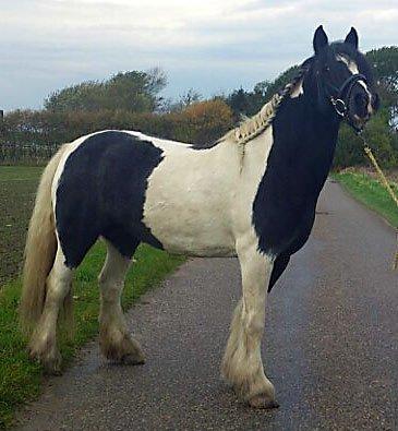 Irish Cob Camilla (Dorit) - I træning hos en veninde. billede 10