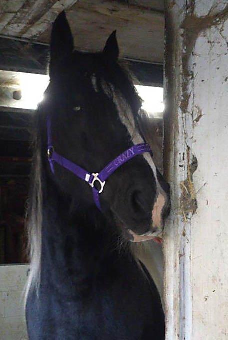 Irish Cob Camilla (Dorit) - Med sin nye "Crazy" lilla grime. billede 11