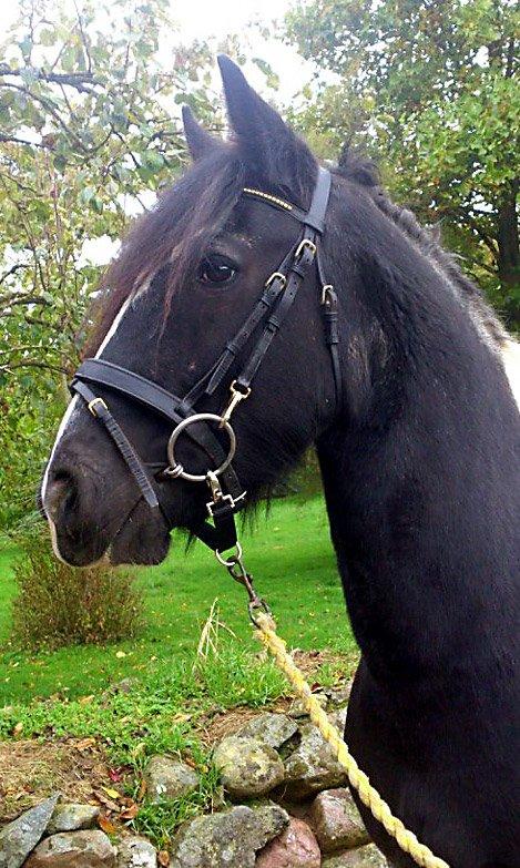 Irish Cob Camilla (Dorit) - I træning hos en veninde. billede 12