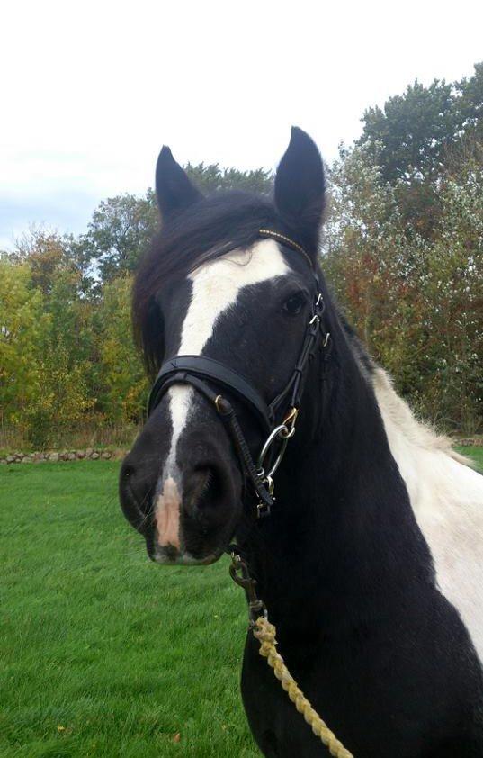 Irish Cob Camilla (Dorit) - I træning hos en veninde. billede 9