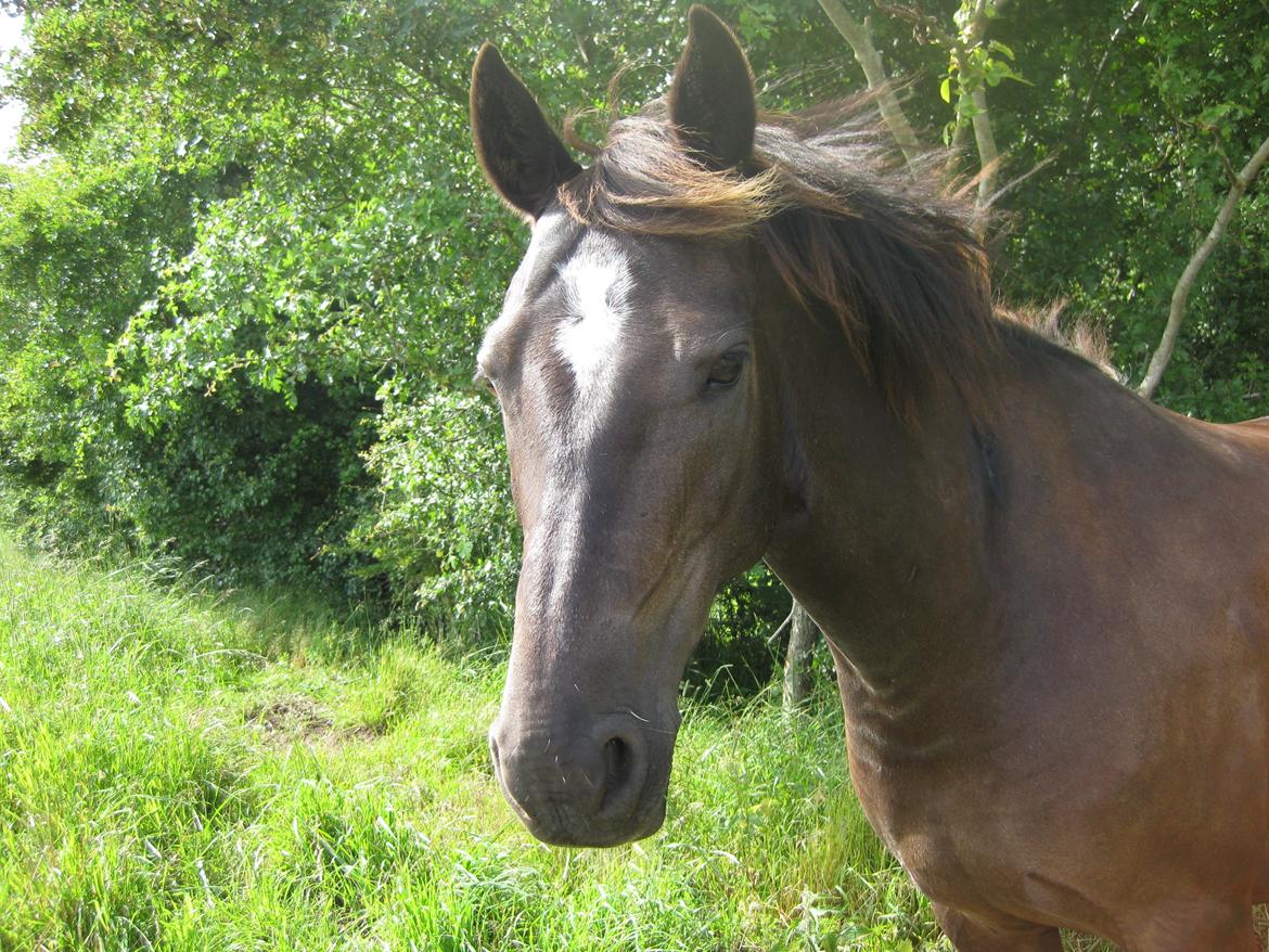 Welsh Pony af Cob-type (sec C) klarisa søblink - ,,Your my lillte shiny-girl''<3 :) billede 17