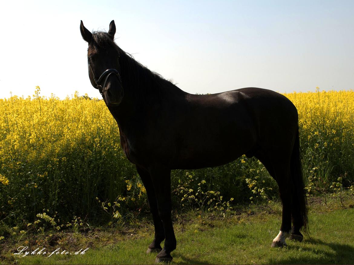 Oldenborg kantucky billede 20