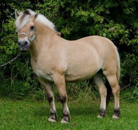 Fjordhest Tilde billede 11