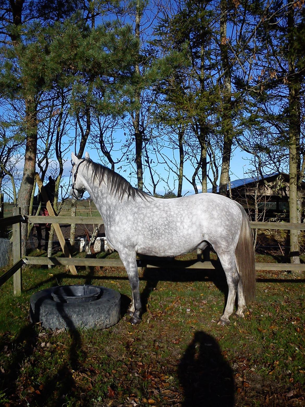 Lipizzaner Maestoso Galya kaldes Silver billede 1