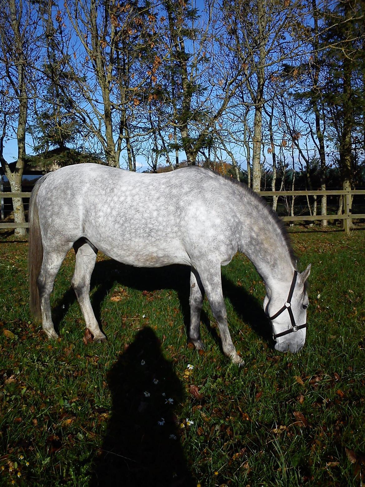 Lipizzaner Maestoso Galya kaldes Silver billede 2