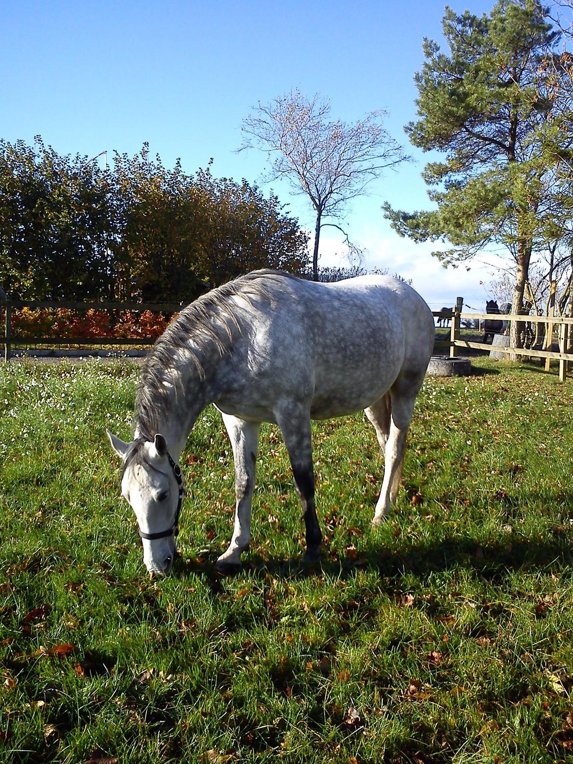 Lipizzaner Maestoso Galya kaldes Silver billede 3