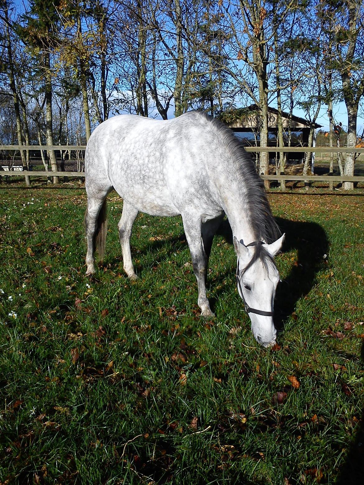 Lipizzaner Maestoso Galya kaldes Silver billede 4